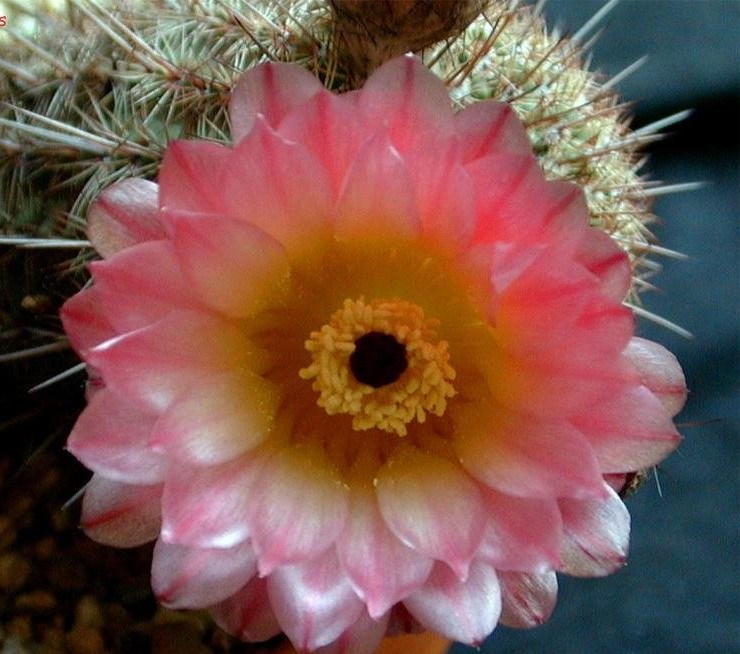 Parodia mueller-melchersii