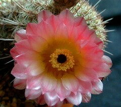 Parodia mueller-melchersii