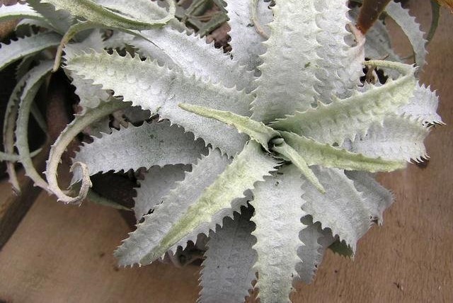 Cryptanthus warasii