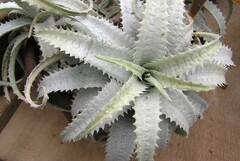 Cryptanthus warasii