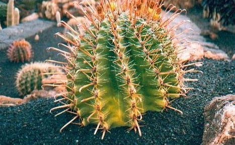Ferocactus townsendianus