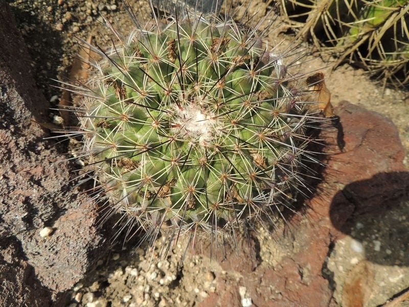 Mammillaria melanocentra subsp. rubrograndis