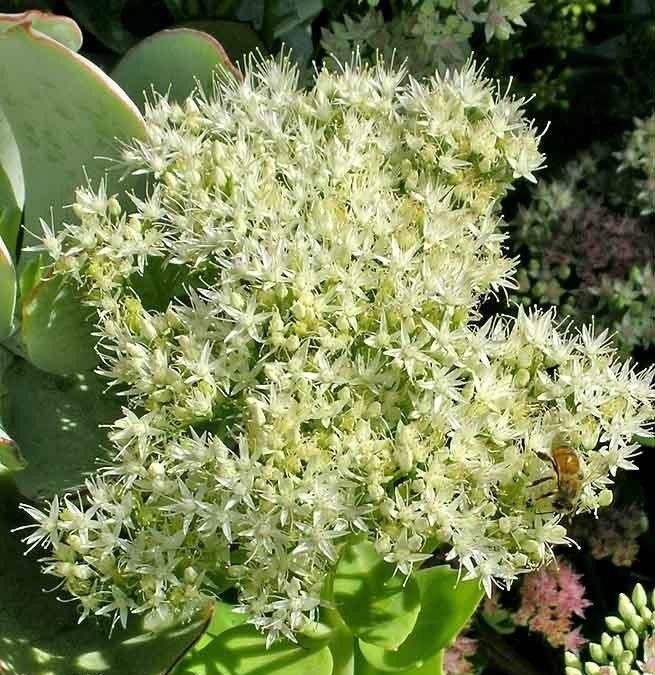 Sedum spectabile