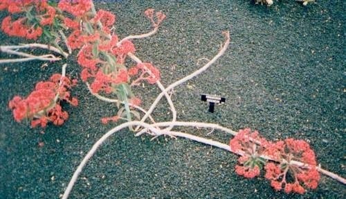 Euphorbia neococcinea
