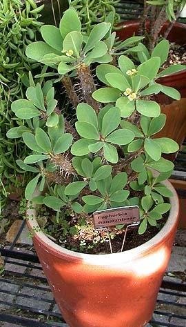 Euphorbia fianarantsoae