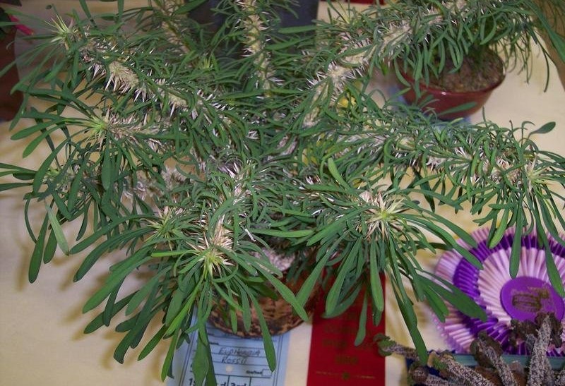 Euphorbia rossii