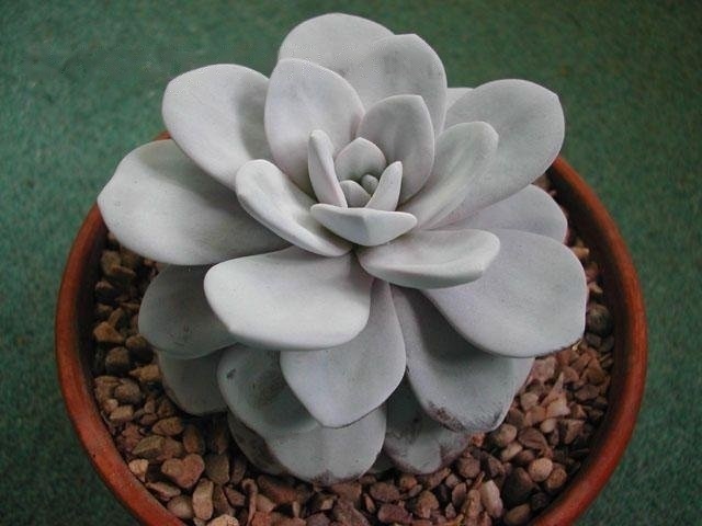 Echeveria laui