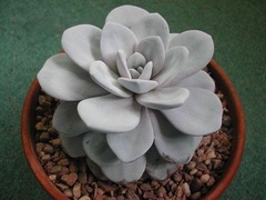 Echeveria laui