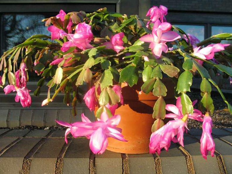Schlumbergera truncata