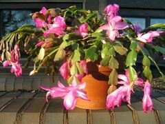 Schlumbergera truncata
