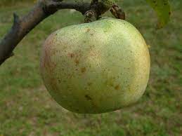 Apple Cotton Sweet