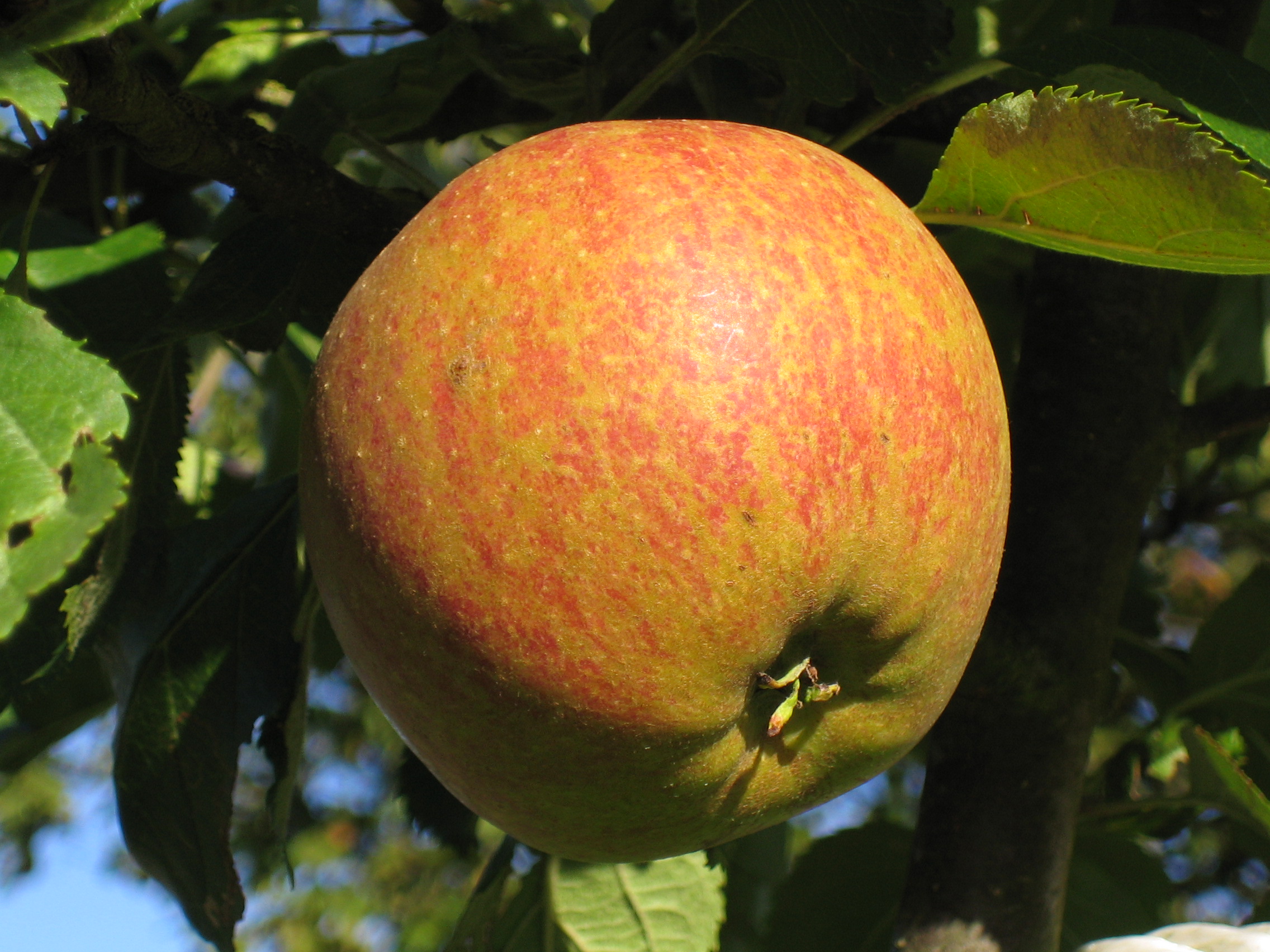 Apple Coxs Orange Pippin