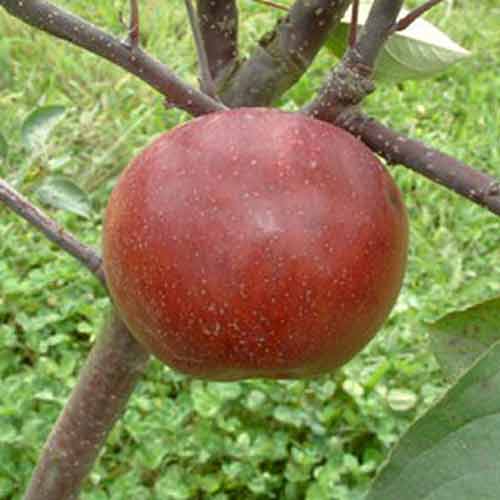 Apple Crimson King