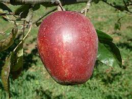 Apple Crow Egg