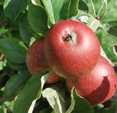 Apple Dabinett