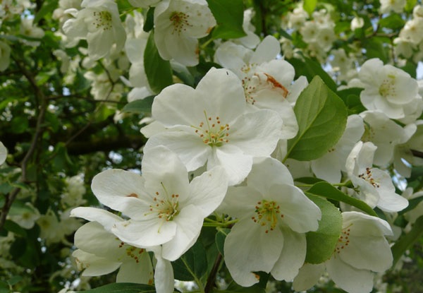 Apple Ozark Pippin