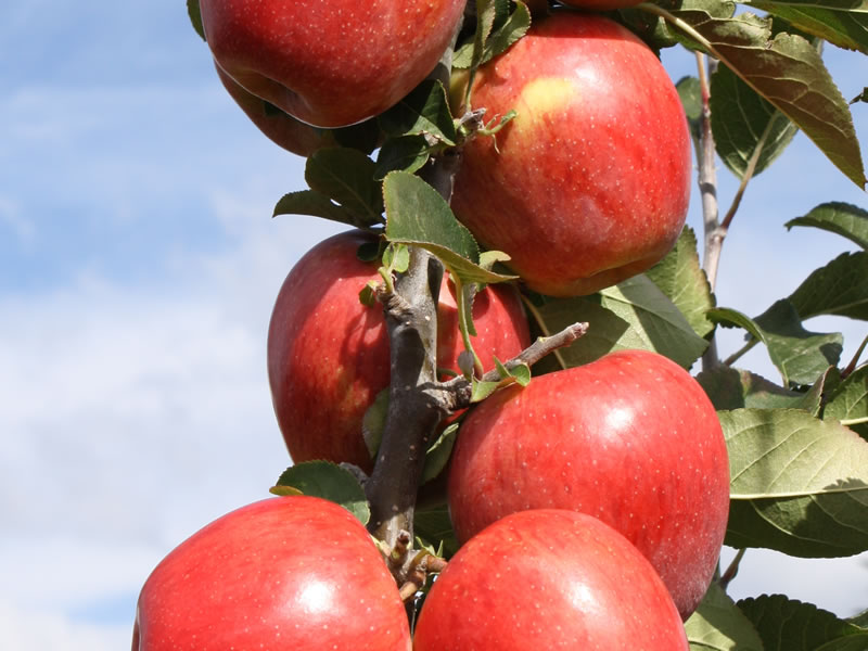 Apple Devine