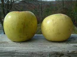 Apple Disharoon