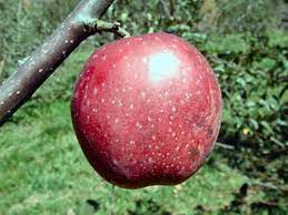 Apple Dixie Red Delight