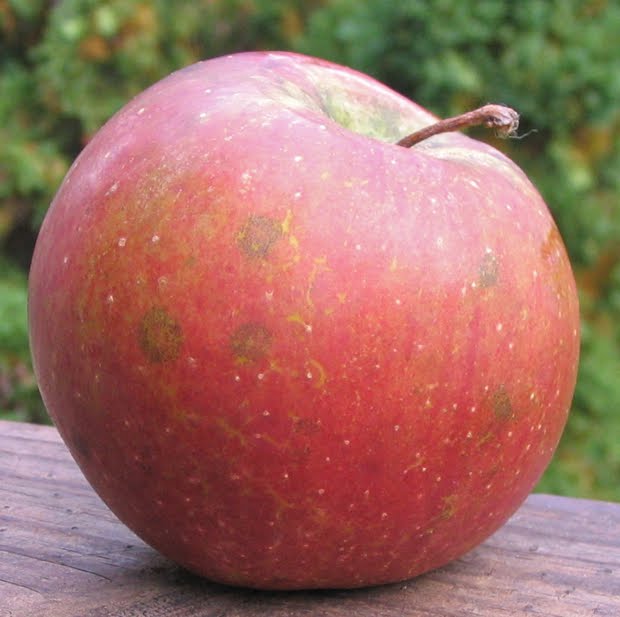 Apple Domine