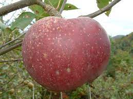 Apple Dula Beauty