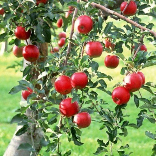 Apple Early Strawberry