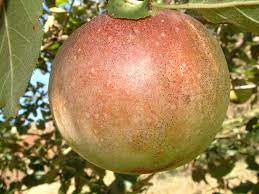 Apple Fallawater