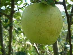 Apple Fall Pippin