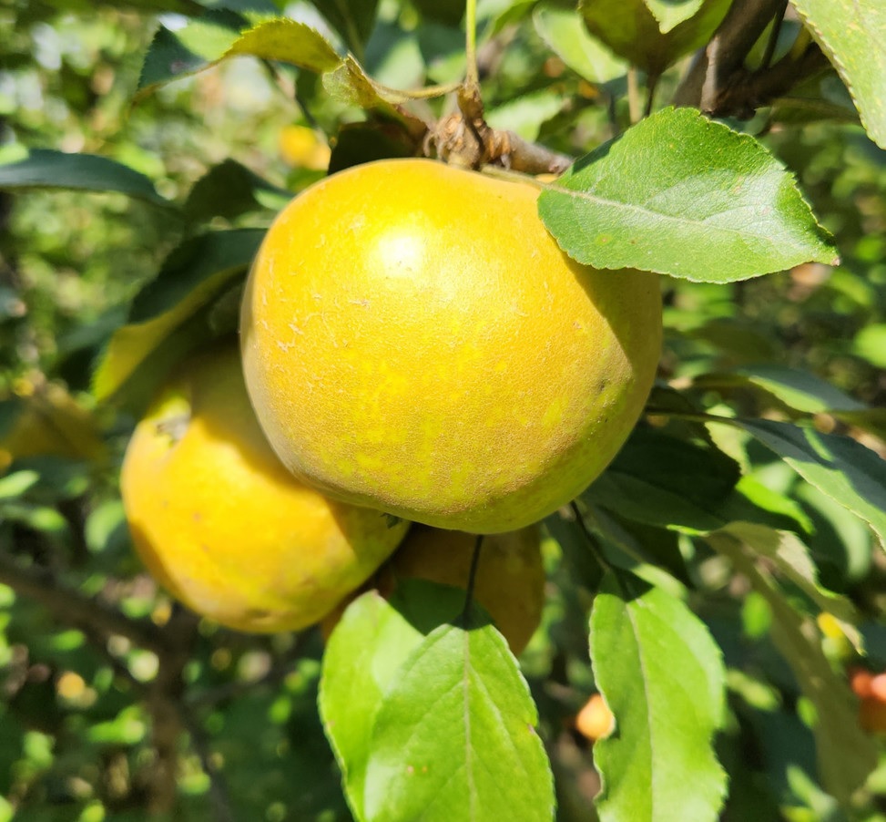 Apple Fall Russet