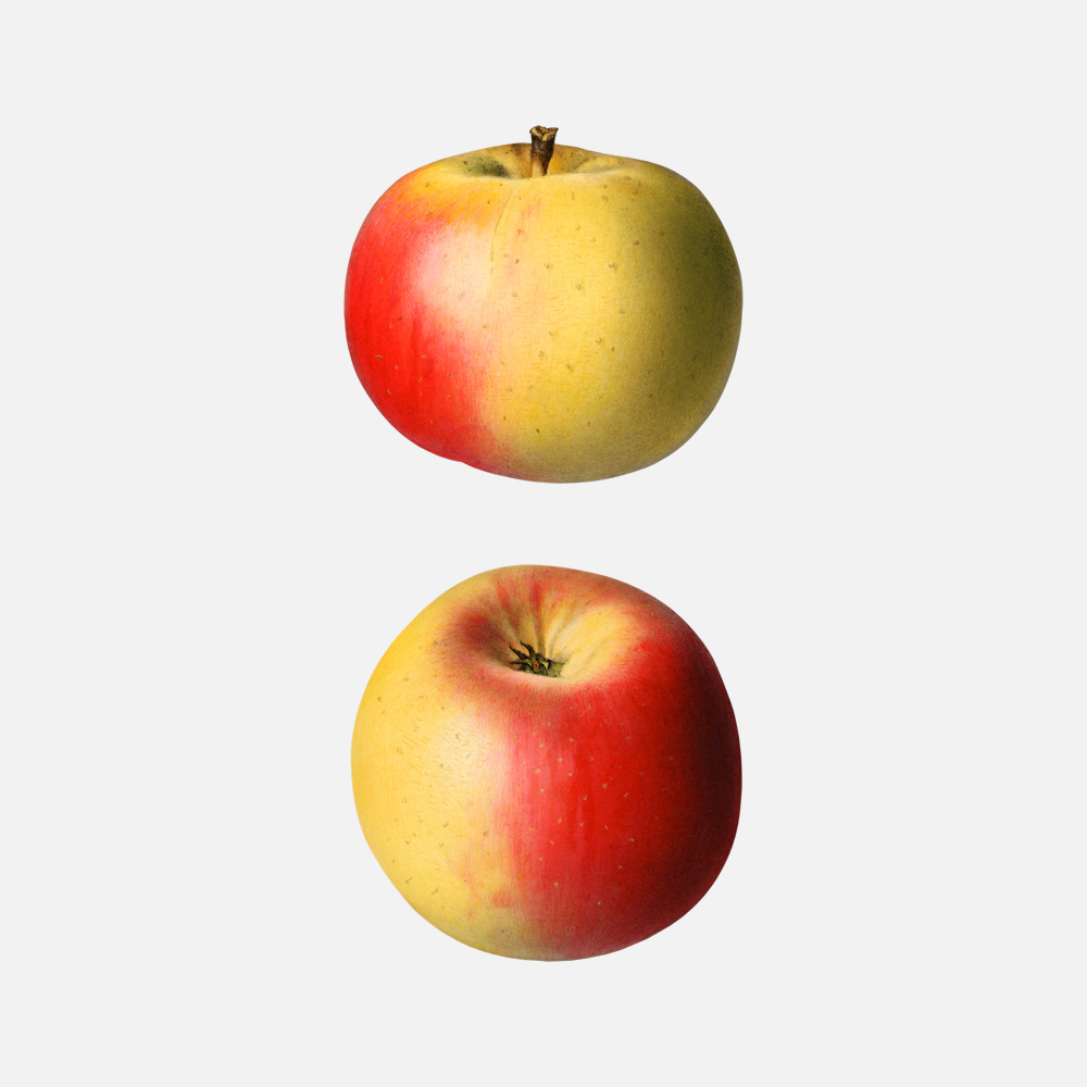 Apple Fall Wine