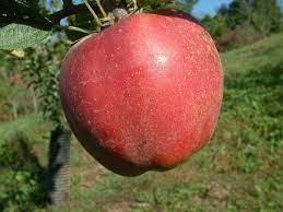 Apple Fanny
