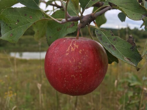 Apple Foust