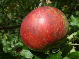 Apple Gano