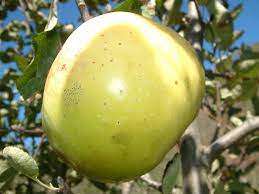 Apple Gloria Mundi