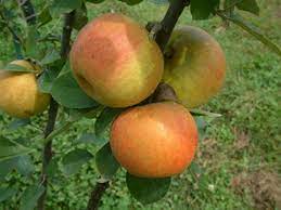 Apple Golden Pearmain