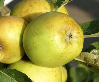 Apple Golden Pippin