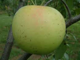 Apple Golden Sweet