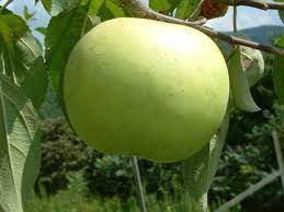 Apple Green Pippin