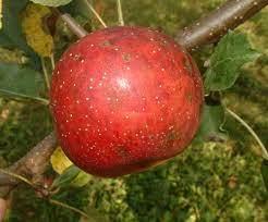 Apple Haas