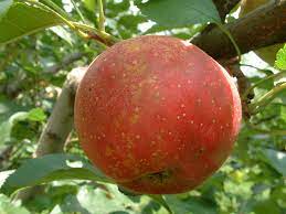Apple Hackworth