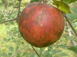 Apple Hall