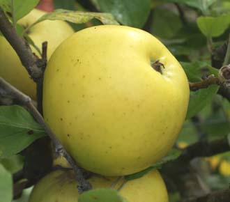 Apple Harvey