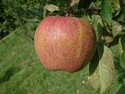 Apple Hawkeye Delicious