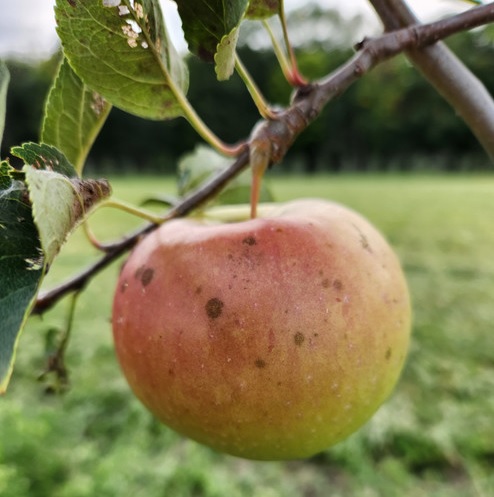 Apple Hawley