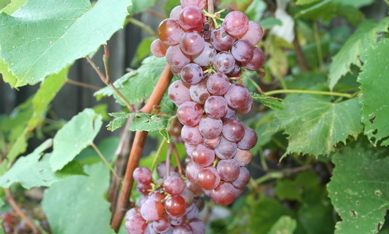 Grape Canadice
