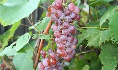 Grape 'Canadice'