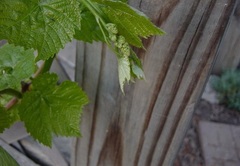 Grape 'Himrod'