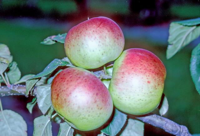 Apple Henry Clay