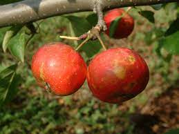 Apple Hewes Crab