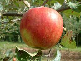 Apple Higdon